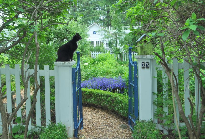 Broccoli Hall Cats 1