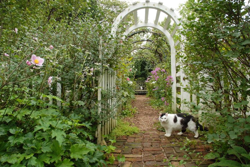 Broccoli Hall Cats 12