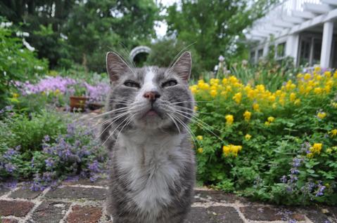 Broccoli Hall Cats 13