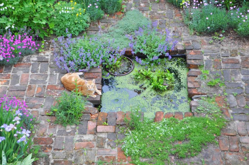 Broccoli Hall Cats 5